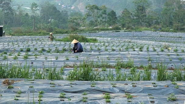 Bac Kan promotes medicinal herbs as a key product