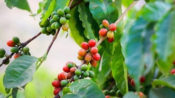 Coffee prices on 10/12/2024: A sharp downturn