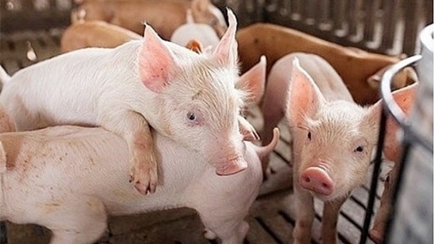 Live pig prices on 10/12/2024:  Continues decline in the North