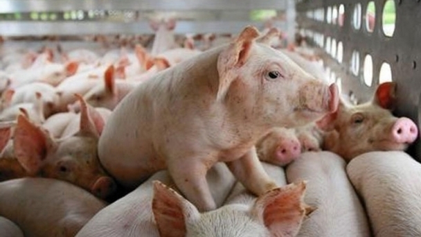 Live pig prices on 10/16/2024: The downward trend continues