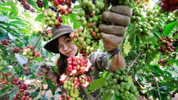 Coffee prices on 10/16/2024: Decreased significantly