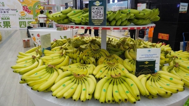 Vietnam's bananas surpass the Philipines in the Chinese market