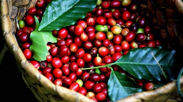 Coffee prices on 10/17/2024: Mixed fluctuations