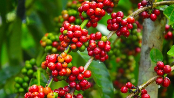 Coffee prices on 10/08/2024: Robusta continues to plummet