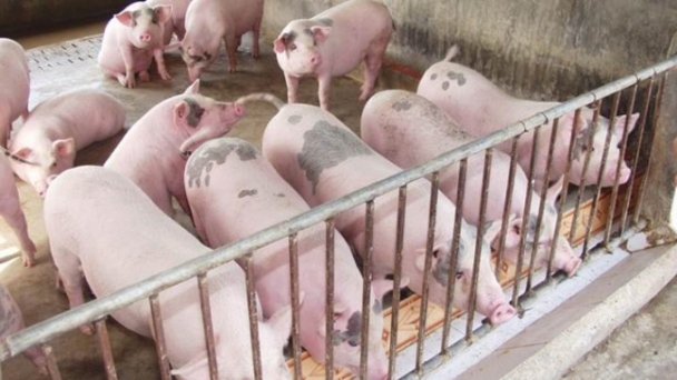 Live pig prices on 10/18/2024: Remain steady with no changes