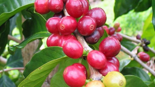 Coffee prices on 10/19/2024: Slight increase