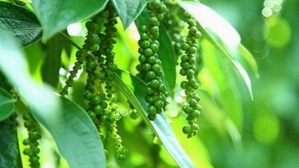 Pepper prices on 10/19/2024: Dropped by an additional VND 1,000