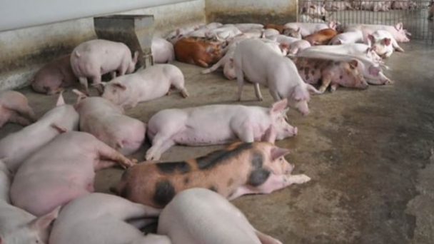 Live pig prices on 10/23/2024: Downward trend coming to a halt