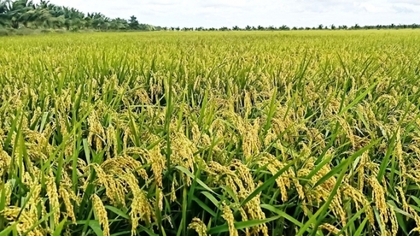 Rice prices on 10/23/2024: Slight increase in several products