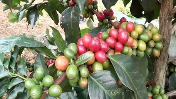 Coffee prices on 10/23/2024: Second consecutive day of decline