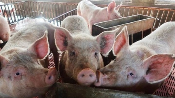 Live pig prices on 10/25/2024: Continued slight decline