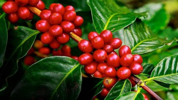 Coffee prices on 10/26/2024: Back to a strong increase