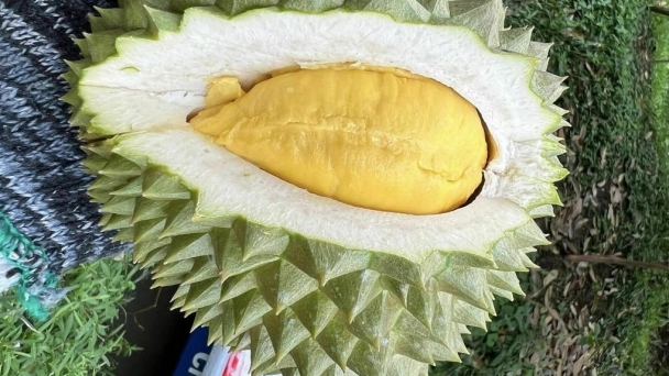 Durian prices have doubled compared to 2 months ago