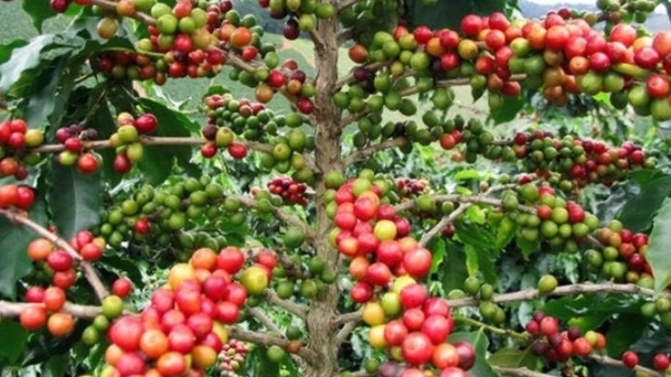 Coffee prices on 10/28/2024: Holding at VND 110,000/kg