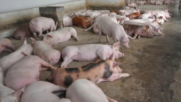 Live pig prices on 10/28/2024: The North saw a VND 1,000 drop