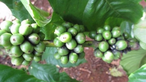 Coffee prices on 10/29/2024: Global markets surge