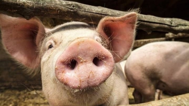 Live pig prices on 10/29/2024: Stable across the three regions