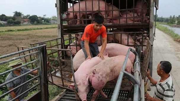 Live pig prices on 11/01/2024: Slight increase in a few areas