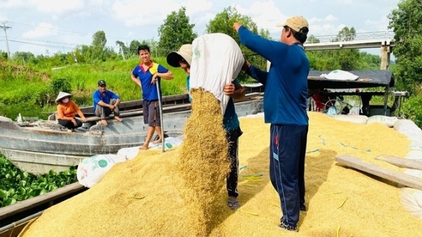 Rice prices on 11/03/2024: Increased significantly by VND 1,000