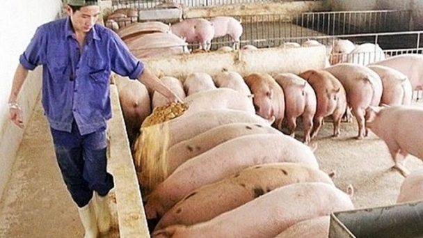 Live pig prices on 11/03/2024: Mixed fluctuations this week