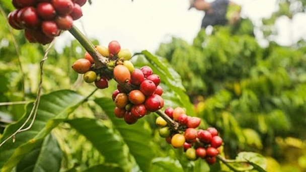 Coffee prices on 11/05/2024: Slight increase again