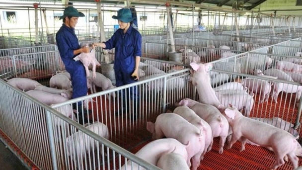 Live pig prices on 11/05/2024: Continues to increase slightly