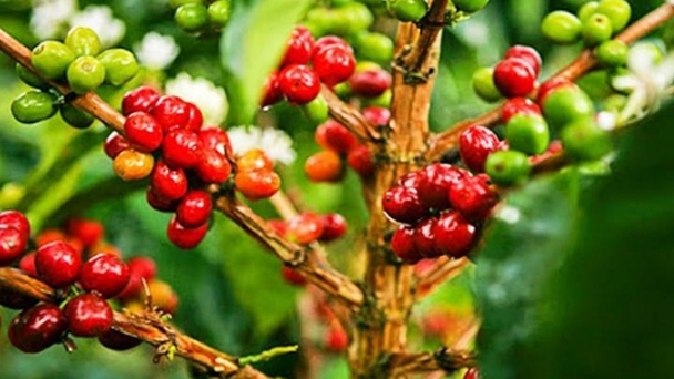 Coffee prices on 11/06/2024: Continuing strong upward trend