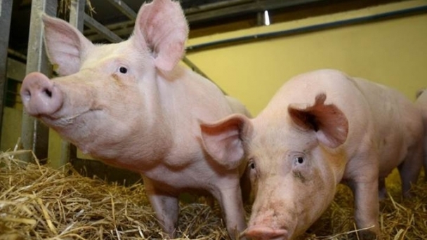 Live pig prices on 11/08/2024: Market remains calm