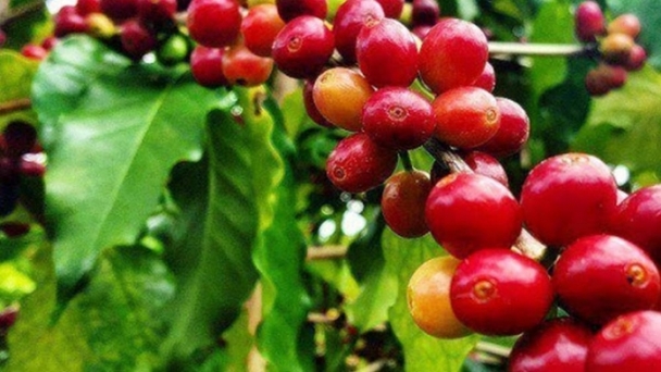 Coffee prices on 11/08/2024: Surging again