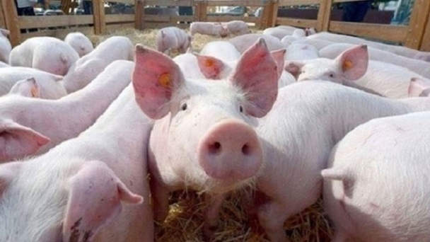 Live pig prices on 11/12/2024: Stable across all three regions