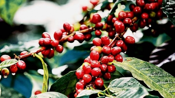 Coffee prices on November 13, 2024: Continue to rise sharply