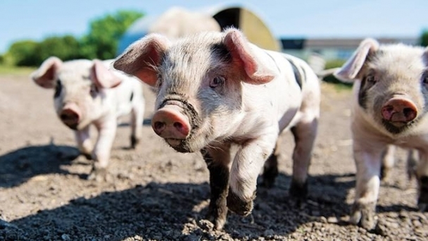 Live pig prices on November 14, 2024: Fluctuates by VND 1,000