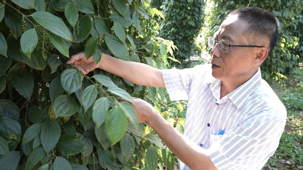 Growing organic pepper with a 20-30% higher price than the market