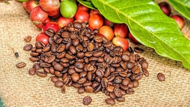 Coffee prices on November 15, 2024: Continuing to rise sharply