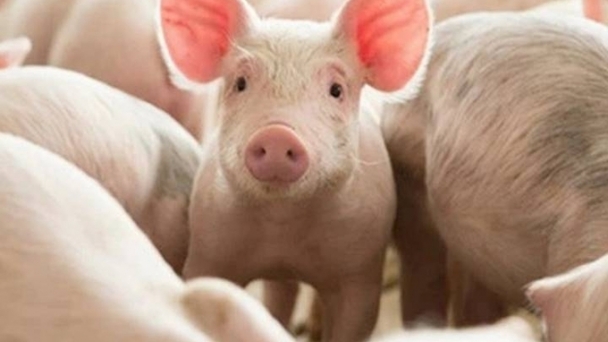 Live pig prices on November 17, 2024: Mixed changes this week