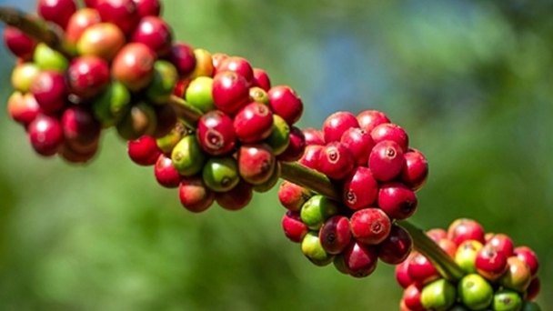 Coffee prices on November 17, 2024: A strong increase this week