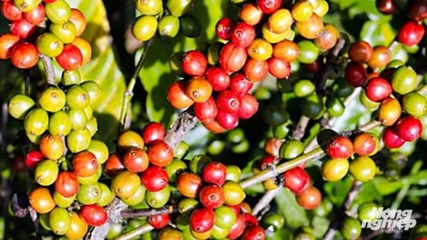 Coffee prices on November 18, 2024: Highest at VND 113,400/kg