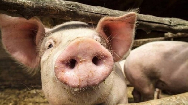 Live pig prices on November 15, 2024: Little market fluctuation