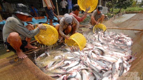 Linked chain models help pangasius farmers cut losses and get rich