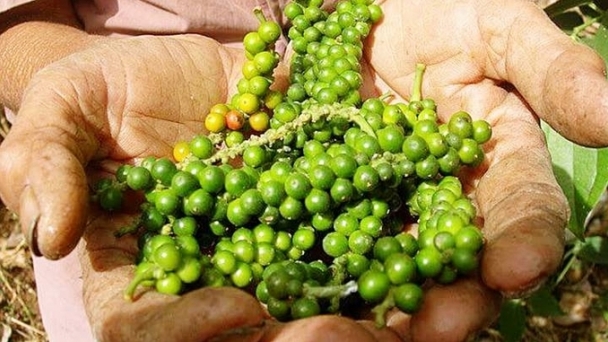 Pepper prices on November 20, 2024: Dak Lak increases by VND 500/kg