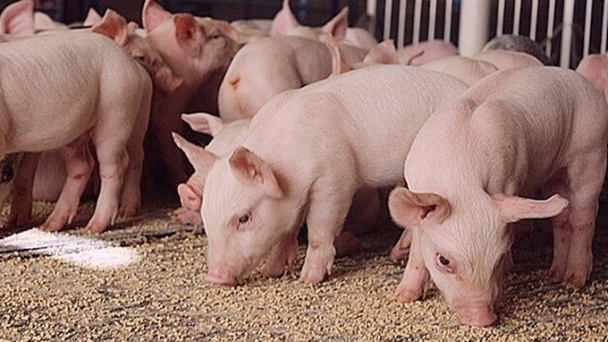 Live pig prices on November 20, 2024: Slight increase in some areas