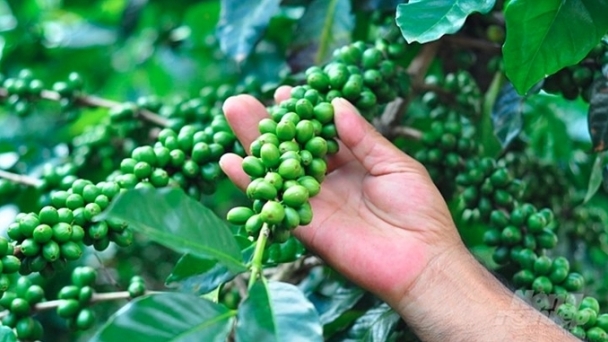 Coffee prices on November 21, 2024: Highest at VND 113,400/kg