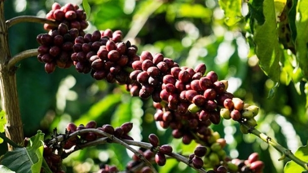 Coffee prices on November 22, 2024: Mixed fluctuations