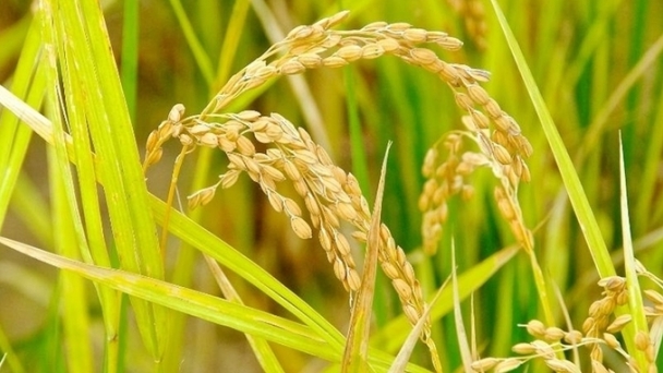 Rice prices on November 25, 2024: Export rice prices remain high