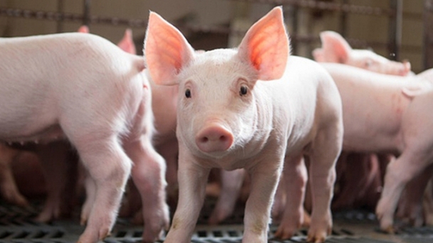 Live pig prices on November 27, 2024: Little change