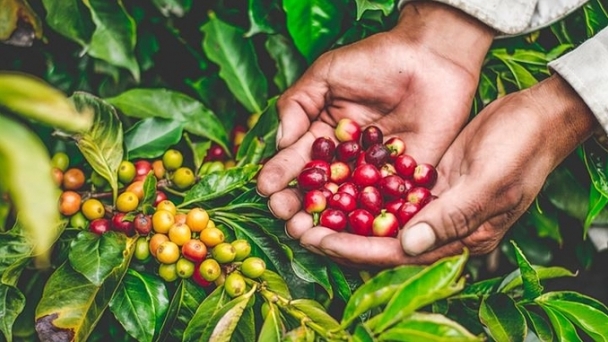 Coffee prices on November 30, 2024: A sharp decline