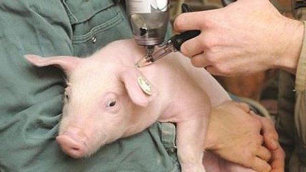 Live pig prices on December 3, 2024, are showing mixed movements