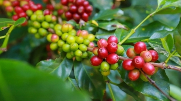 Coffee prices on December 3, 2024: Turn sharply downward