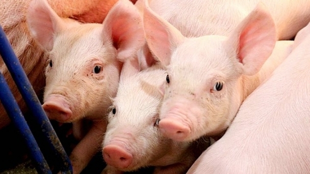 Live pig prices on December 4, 2024: increased slightly