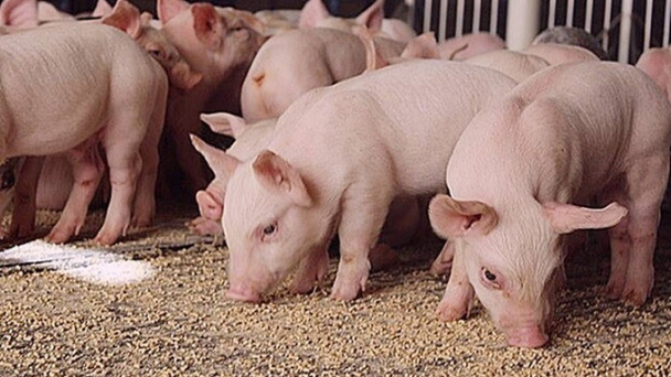 Live pig prices on December 12, 2024: The North continues to rise